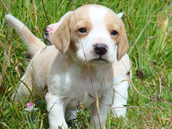 beagle lemon