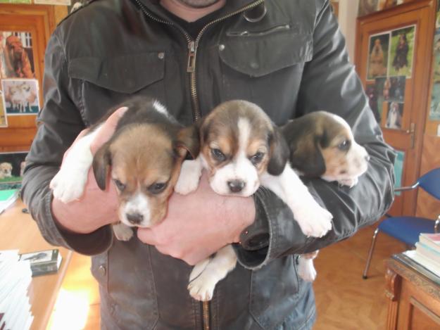 Beagles, cachorros