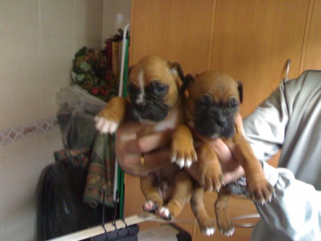 Boxer cachorros,pedigree,300eur.