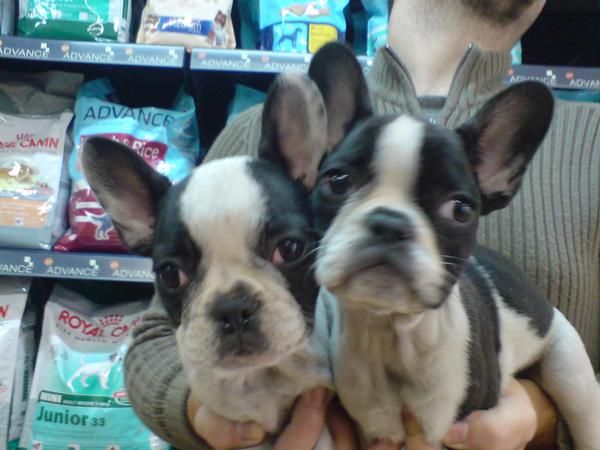 CACHORRITOS DE BULLDOG FRANCES EN OFERTA 400 EUROS