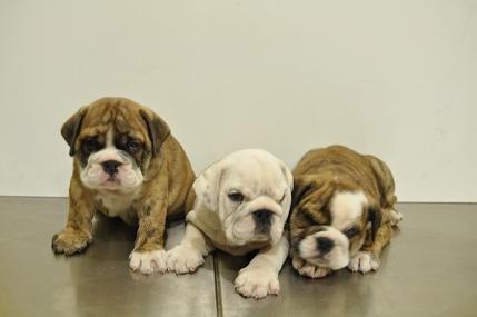 Cachorros de bulldog ingles