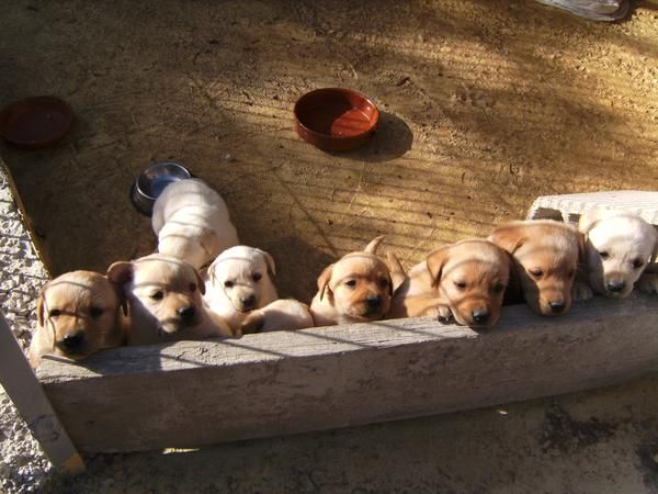 Cachorros de labrador para Navidad