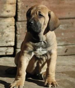 Fila brasileiro cachorro hembra pasaporte y todas las vacunas