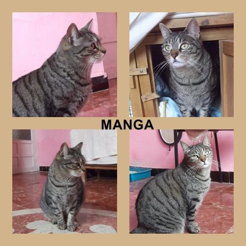 MANGA, buscando un hogar