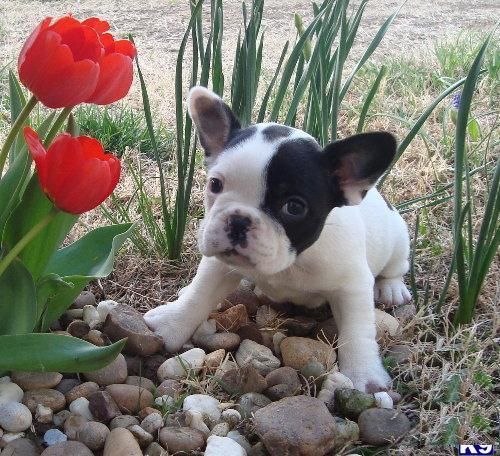 navi dad Cachorros Bulldog Frances en