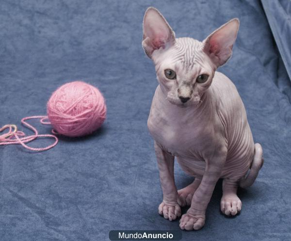 preciosa camada SPHYNX  gatos sin pelo