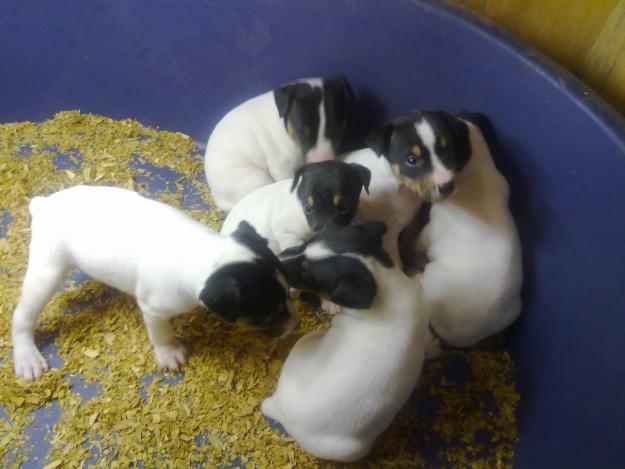 Preciosos cachorros de bodeguero andaluz