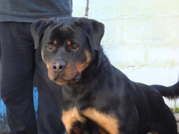 ROTTWEILER DE ROTACAN