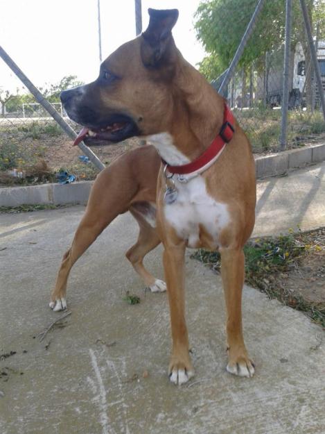 se busca hembra para boxer