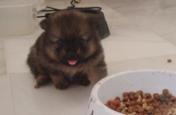 vendo preciosos pomeranias pequeñitos