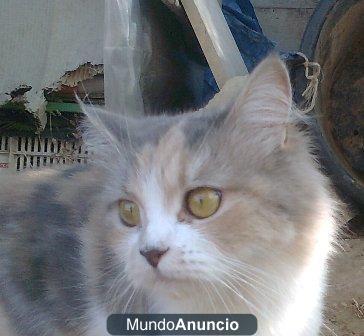 wanda, gatita busca hogar