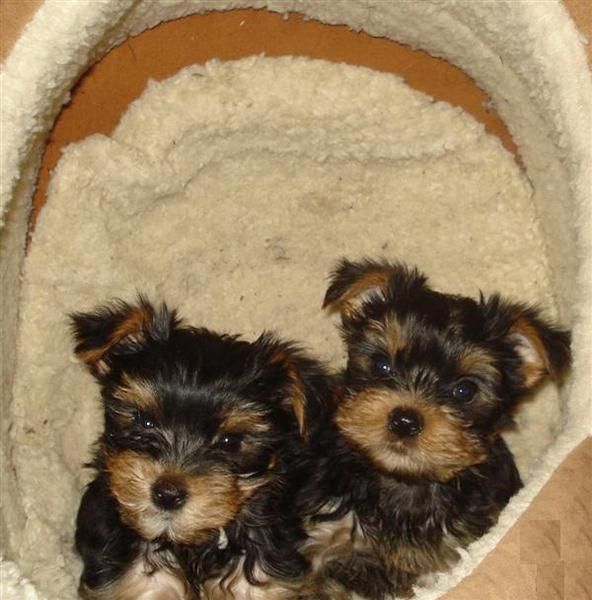 Yorkshire terrier cachorros 100euro