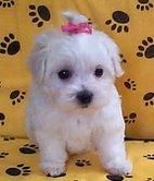 BICHON  MALTES  TOY   665