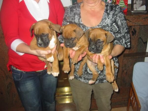 Boxer,cachorros,machos y hembras,dorados con blanco,pedigree.