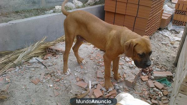 Cachorro BANDOG