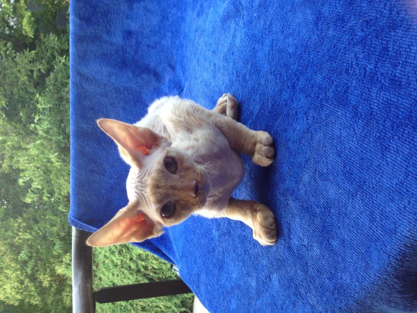 Gatito devon rex pedigree