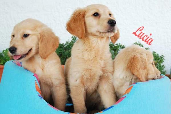 Golden en venta,cachorros