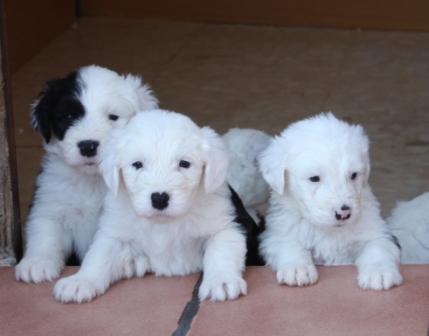 Preciosos cachorros BOBTAIL