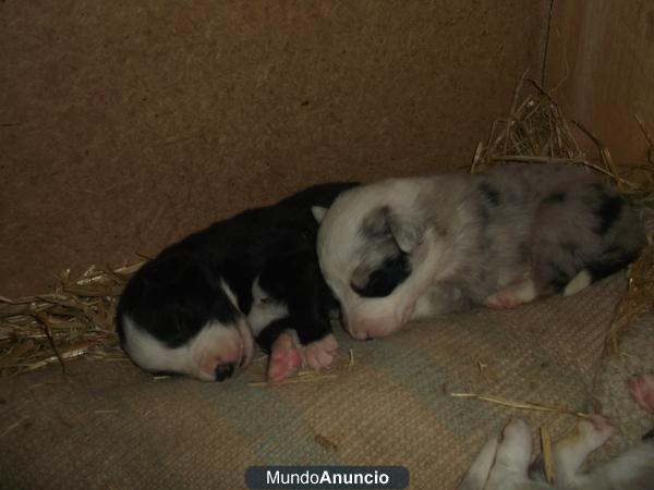 Preciosos cachorros border collie