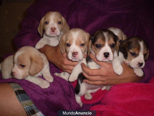 regalo:Vendo hermosos cachorros Beagle bicolor y tricolor