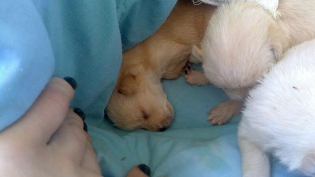 Se regalan cachorritos!