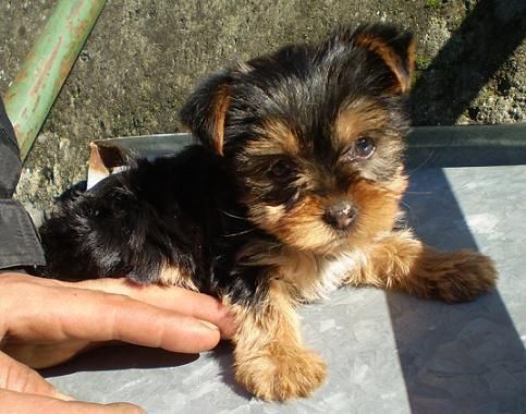 yorkshire terrier enano por solo 300E