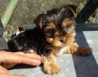 yorkshire terrier enano por solo 300E - mejor precio | unprecio.es