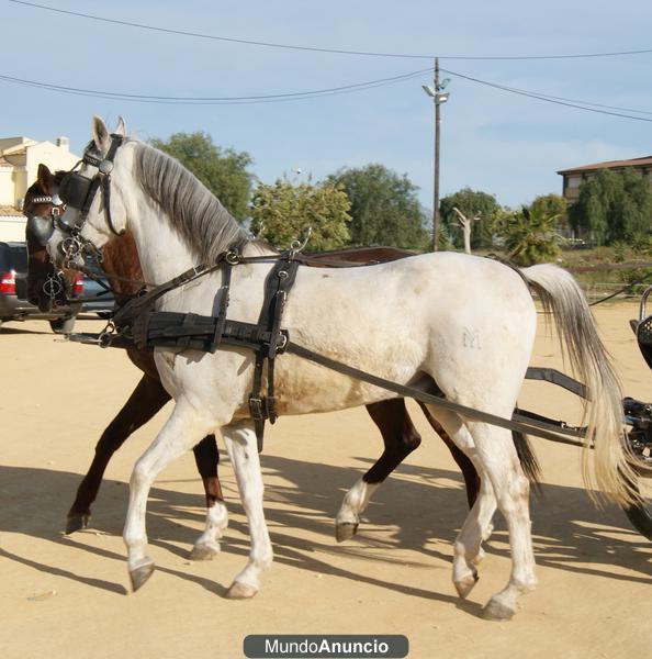 CAMBIO/VENDO CABALLO HISPANO-ÁRABE