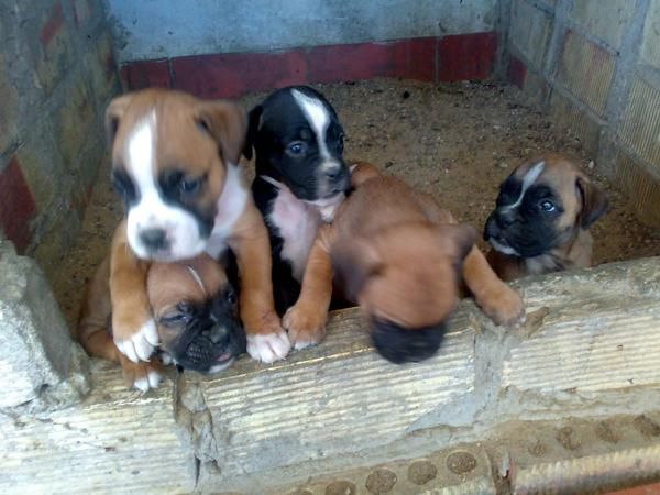 CACHORROS DE BOXER