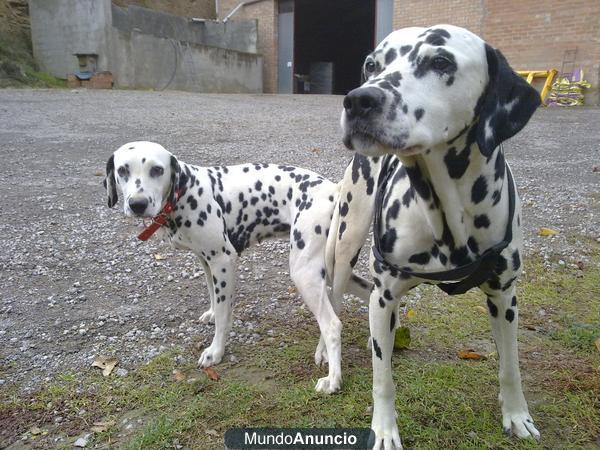 Dalmata cachorros