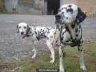 Dalmata cachorros - mejor precio | unprecio.es