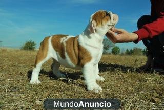 Ejemplares Bulldog Ingles primera calidad