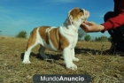 Ejemplares Bulldog Ingles primera calidad - mejor precio | unprecio.es