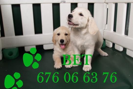 GOLDEN EN VENTA ,CACHORROS