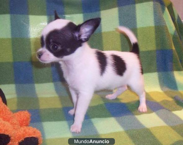 Hermosa hembra cachorro chihuahua