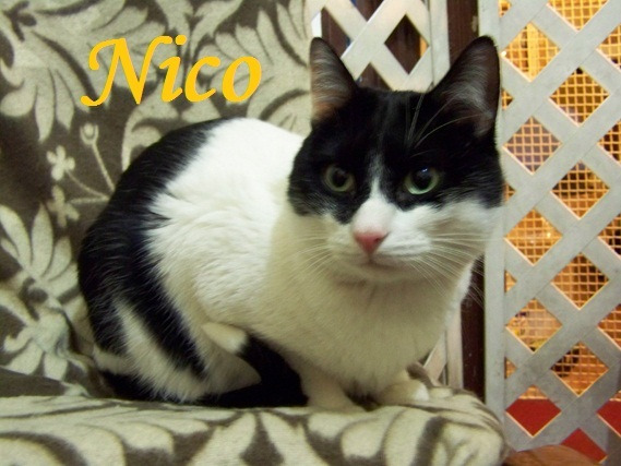 Nico original gato bicolor con máscara, en adopción