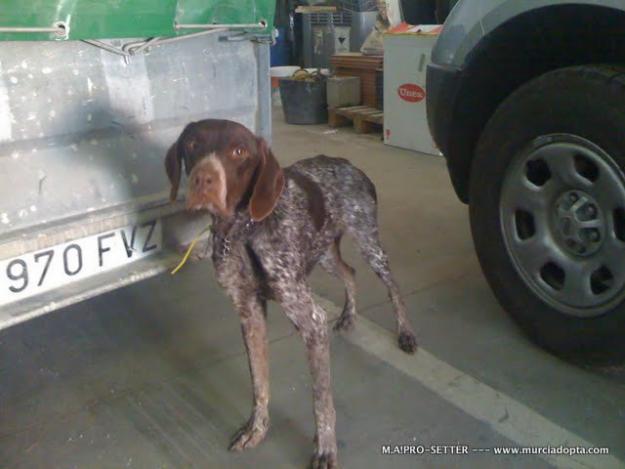 Paco Braco desnutrico encontrado en la carretera necesita adopcion o acogida