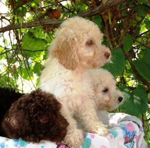 PERROS DE AGUA FANTASTICOS CACHORROS