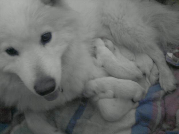 Vendo cachorros de Samoyedo