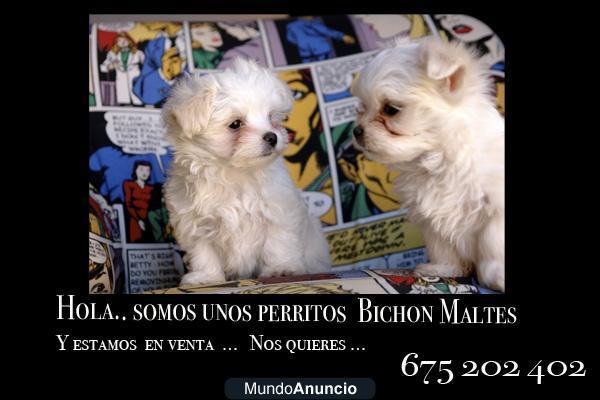 2 Cachorros de bichon maltes.