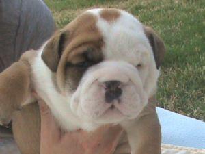 Bulldog ingles cachorritos