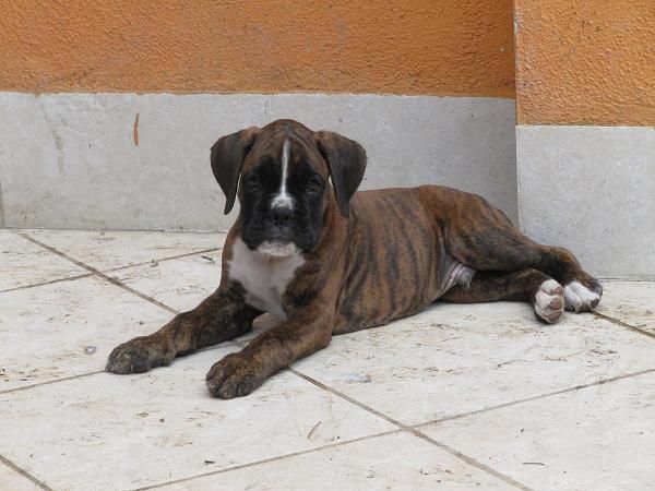 Cachorros boxer