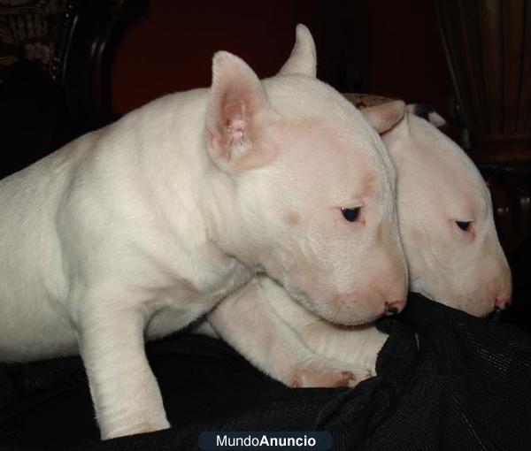 cachorros bullterrier para la venta