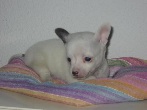 Chihuahua,macho,color blanco,pedigree.Es el de la fotografía.