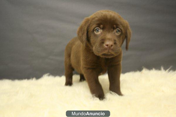 Labradores Chocolates Machos y hembras de calidad para entregar