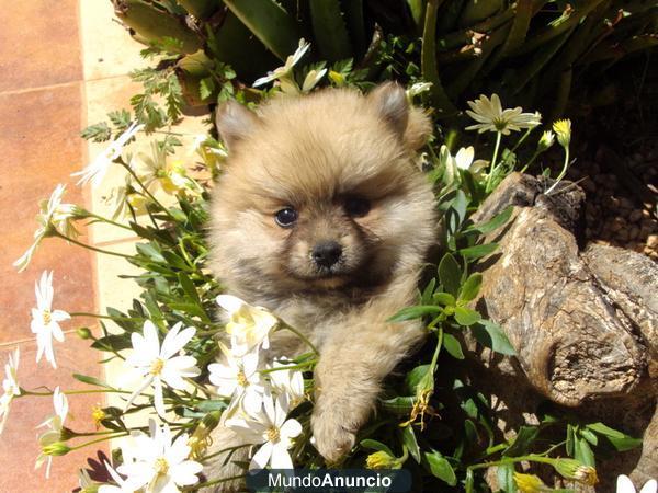 Preciosos Cachorros de Lulu de Pomerania Nacionales