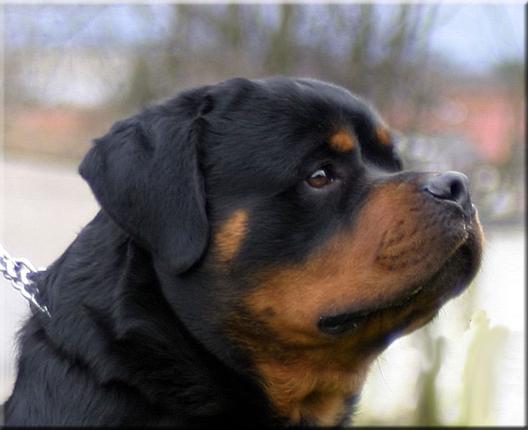 Proxima camada de rottweiler