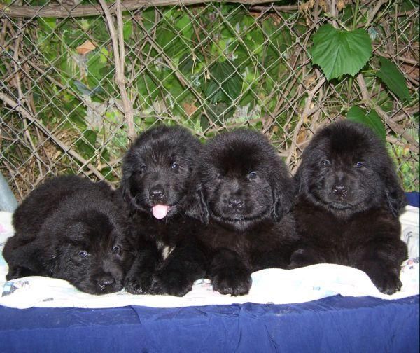 TERRANOVAS CACHORRAS