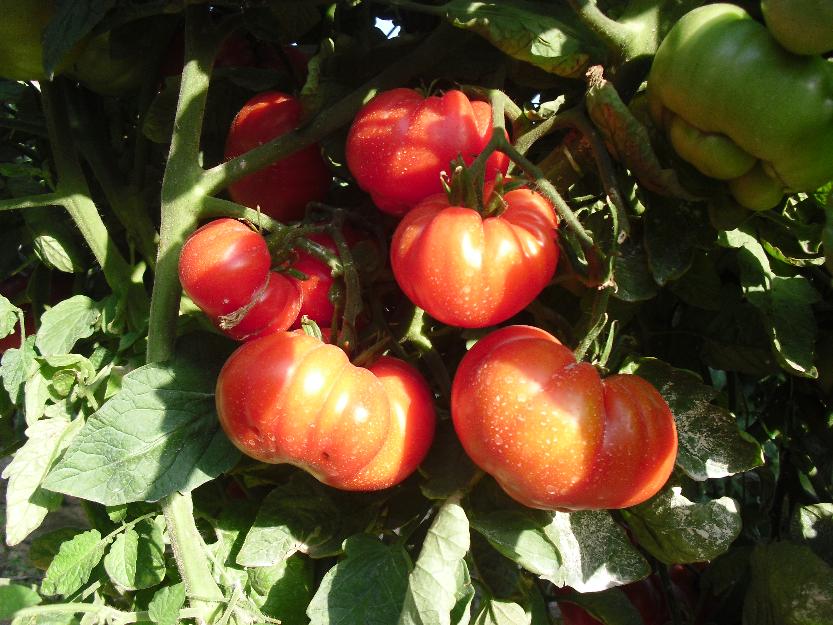 Tomates marmande cuarenteno (40 semillas ecológica)