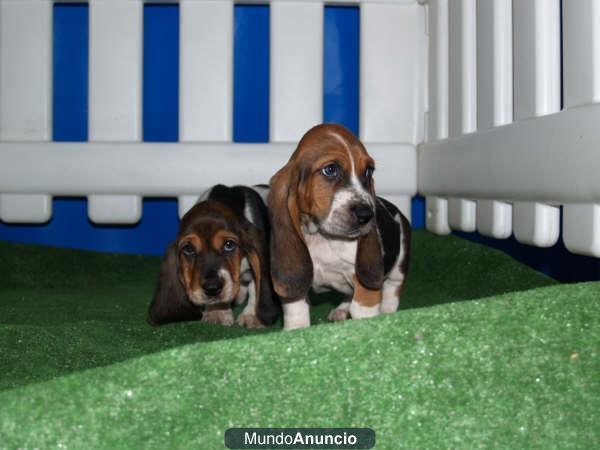 Cachorros de Basset hound